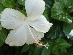 Mission DARABAO - 2011 &raquo; 2ème journée  les baobabs de Dakar